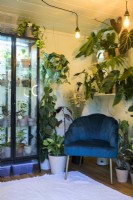 Fauteuil en velours bleu avec vitrine abritant des plantes d'intérieur - The Aroid Attic Studio: Social Media versus Reality