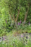 Arbre d'aubépine multistem avec Digitalis au-dessus d'un mur de pierres sèches à côté d'une cabane en bois - Un paysage britannique rewilding