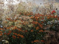 Fleurs d'Helenium 'Waltraut' ou Sneezewort et les têtes ensemencées de la fleur de l'évêque, ou Ammi majus dans un parterre de fleurs en automne.