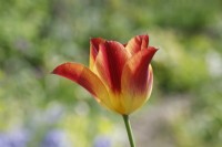 Tulipa 'Striking Match' - Tulipes