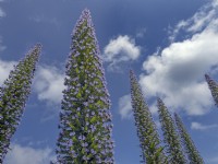 Echium pinnifolium Vipérine commune de la vipère géante Norfolk peut