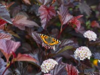 Aglais urticae Petit papillon écaille sur Physocarpus opulifolius