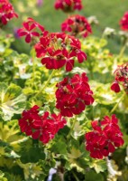 Pelargonium zonale Happy Thought Red, automne septembre