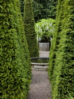 Le jardin du puits à Wollerton Old Hall Garden avec Taxus baccata coupé, pyramides d'ifs formant une avenue menant à Wisteria floribunda 'Alba' , glycine japonaise blanche.
