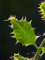 Ilex aquifolium 'Ferox Argentea' mi-juin Norfolk