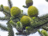 Araucaria araucana - arbre de puzzle de singe