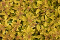 Feuillage fuchsia magellanica 'Aurea'