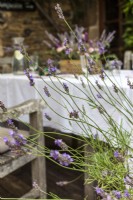Pot de lavande avec table de jardin en arrière-plan - Histoire de fête d'été à la lavande