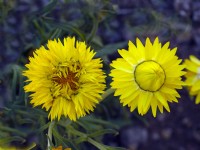 Xerochrysum bracteatum - immortelle dorée ou fleur de paille