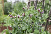 Pisum sativum Shiraz - Pois mange-tout