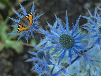 Aglais urticae - Petit papillon écaille de tortue se nourrissant d'Eryngium 'Big Blue'