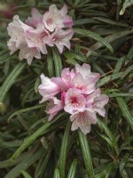 Rhododendron Makinoi
