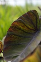 Taro Colocasia esculenta 'Magie noire', détail de la feuille