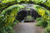 Laburnum anagyroides, cytise commun, arches sur une pergola métallique menant à un banc en bois à Goldstone Hall Gardens.