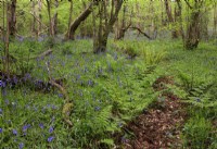 Hyacinthoides non-scripta, Bluebells en forêt ouverte avec Corylus avellana, noisetier commun et Pteridium aquilinum, fougère. Mai, Royaume-Uni.