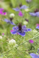 Nigella papillosa 'Midnight' - L'amour dans la brume