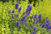 Lavandula angustifolia 'Purple Treasure' - Lavande anglaise