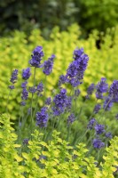 Lavandula angustifolia 'Purple Treasure' - Lavande anglaise
