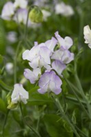 Lathyrus odoratus 'Albutt Blue' - Pois de senteur