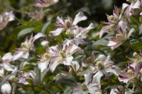 Clematis montana 'Marjorie' fleurs et feuillage. Le printemps