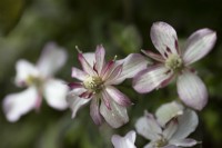 Clematis montana 'Marjorie' fleurs et feuillage. Briar Cottage Jardin. Jardin Devon NGS. Le printemps