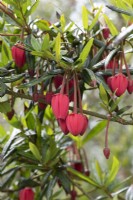 Crinodendron Hookerianum - arbre lanterne du Chili