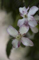 Fleurs de Clematis montana 'Marjorie'. Close up.Printemps