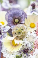 Bouquet contenant Cosmos 'Lemonade', Papaver rhoeas 'Amazing Grey', Nigella papillosa 'Delft Blue', Centaurea 'Ball White', Limonium 'Apricot Beauty', Scabiosa stellata 'PingPong'