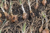 Allium cepa - L'oignon récolté 'Shakespeare' se dessèche