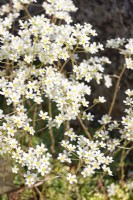 Saxifraga paniculata, printemps Mai