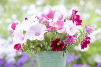 Bouquet contenant Salvia viridis - Clary Sage, Cosmos 'Rubenza', Eschscholzia californica 'Carmine King', gousses de Nigelle et Lavatera 'Dwarf Pink Blush'