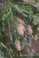 Callistemon sieberi 'Injune' - Goupillon