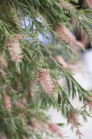 Callistemon sieberi 'Injune' - Goupillon