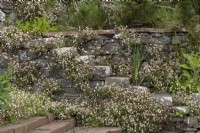 Erigeron karvinskianus - vergerette mexicaine sur des marches de pierre