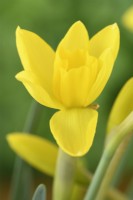 Narcissus 'Sweetness' Jonquille Div 7 Fleur de Jonquilla commençant à s'ouvrir en mars