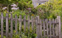 Une clôture en bois rustique devant des parterres de fleurs herbacées remplis de fleurs entourant les marches jusqu'à la Maison Blanche, un jardin de campagne à Countersett, Yorkshire