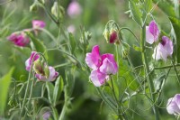 Lathyrus odoratus 'Rose sicilienne' - Pois de senteur