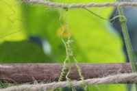 Melothria scabra - Vrilles de Cucamelon attachées à des supports végétaux