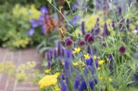 Allium sphaerocephalon - Poireau à tête ronde sur le jardin du club Joy au RHS Hampton Court Flower Show 2022 - Conçu par Zavier Kwek