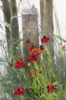 Helenium 'Moerheim Beauty' - Sneezeweeds on A Journey Garden au RHS Hampton court flower show 2022 - Conçu par Katherine Holland