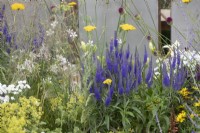 Veronica longifolia 'Blauriesin' - Véronique de jardin dans le jardin du club Joy au RHS Hampton court flower show 2022 - Conçu par Zavier Kwek