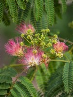 Albizia julibrissin floraison de l'arbre à soie de Perse