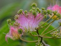 Albizia julibrissin floraison de l'arbre à soie de Perse