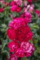 Rose 'Colossal Meidiland' rose