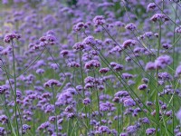 Verbena bonariensis ou verveine Purpletop