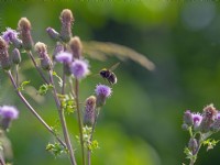 Buff-tailed bumblebee Bombus terrestris se nourrissant de Cirsium arvense - chardon rampant.