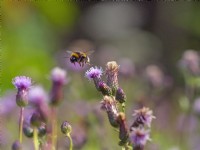 Buff-tailed bumblebee Bombus terrestris se nourrissant de Cirsium arvense - chardon rampant.