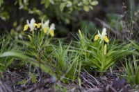 Iris bucharica en mars
