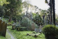 Trachycarpus fortunei parmi les pierres tombales à St Just in Roseland cimetière, Cornwall au printemps