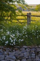Leucanthemum vulgare - Ox Eye Daisy à côté d'une clôture et prairie de foin